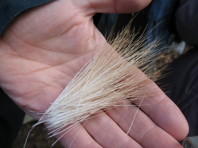 Poils de cervidés 1